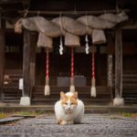 【最新版】日本の歴史を見守り続けている神社